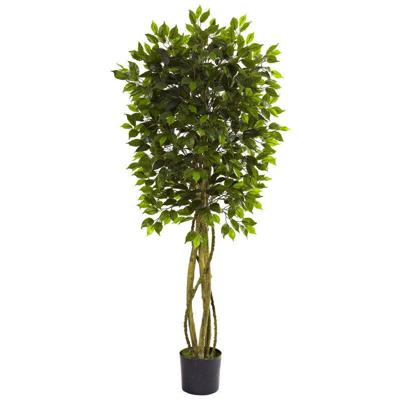 Darby Home Co Ficus Tree in Pot & Reviews Wayfair